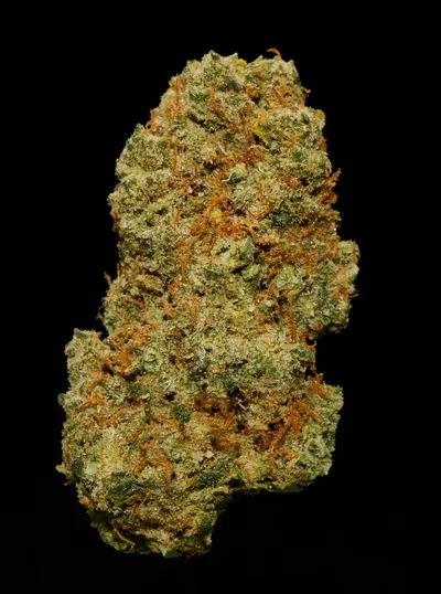 Macro photograph of a trichome-covered hemp flower bud